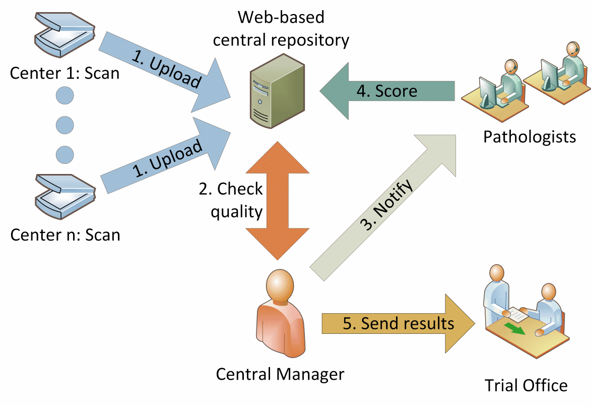 Diagram of organization of the study